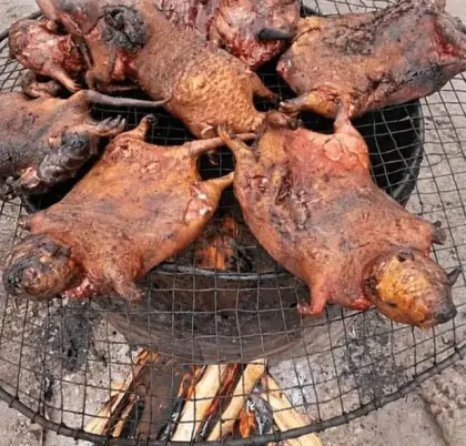 Réglementation de la faune sauvage au Bénin : La viande de brousse sous haute surveillance