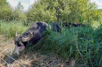 Buffle en divagation Djidja : Les populations appelées à la vigilance