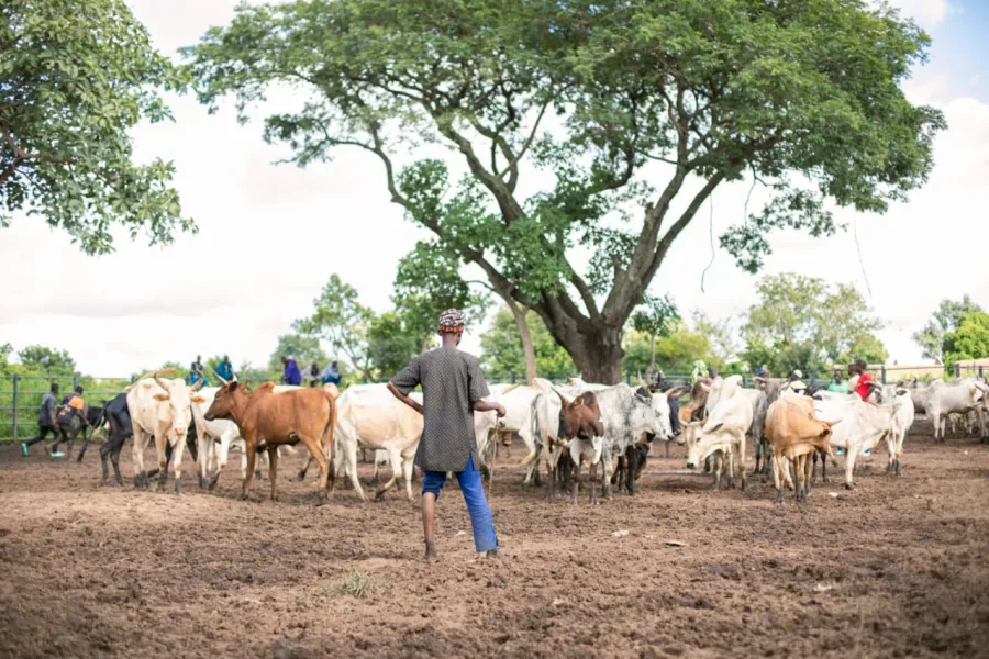 Transhumance au Bénin : Le « Zéro conflit »,.un échec cuisant