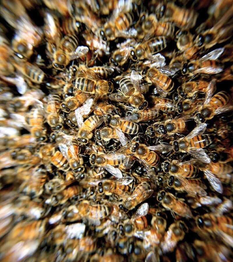 Editorial : Vindicte d’abeilles