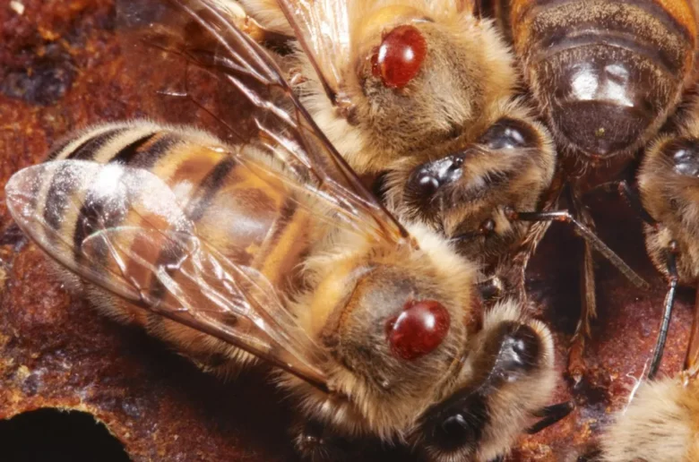 Des abeilles sèment la terreur dans un village de Lalo , le cri de détresse de la population