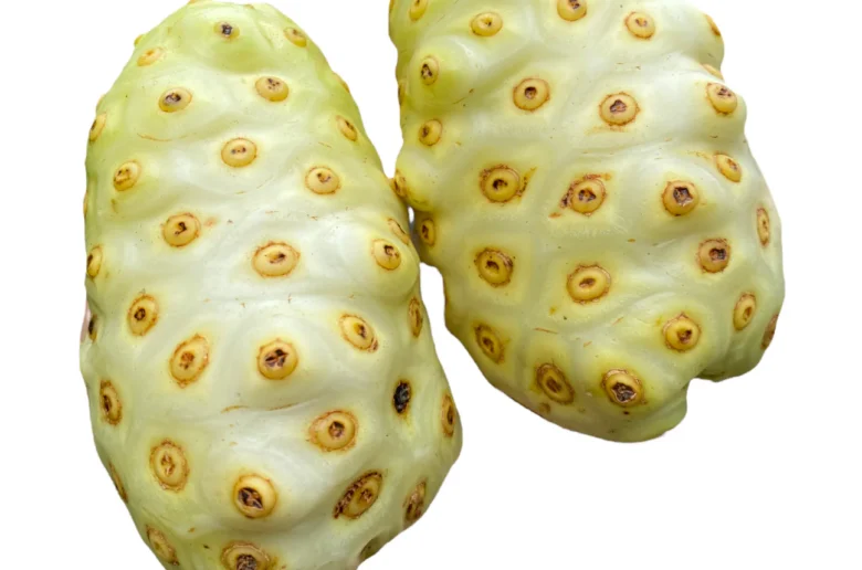 Le jus de noni : Un liquide malodorant à propriétés curatives extraordinaires