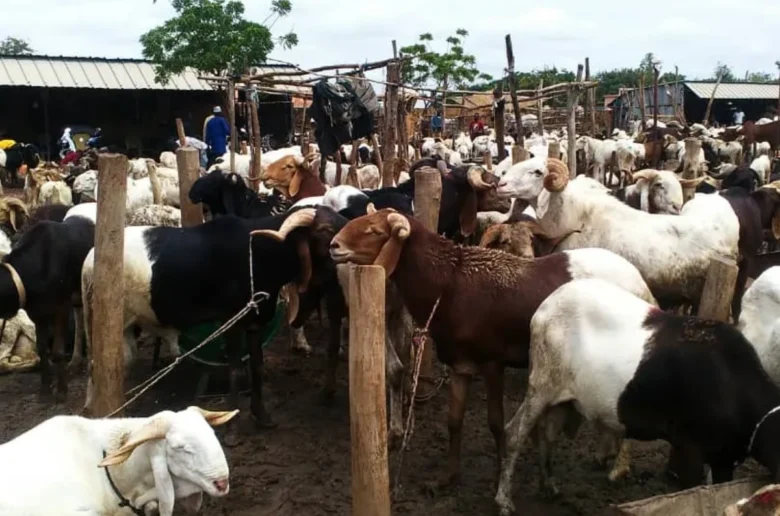 Autosuffisance en viande au Bénin : Le gouvernement crée une agence de développement de l’élevage des ruminants