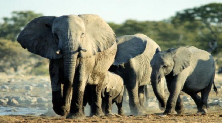 Panique dans la commune de Djougou : Trois éléphants sèment la frayeur à Founga 2