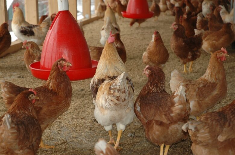 Développement agricole au Bénin : La BAD injecte 102,12 millions d’euros dans l’aviculture