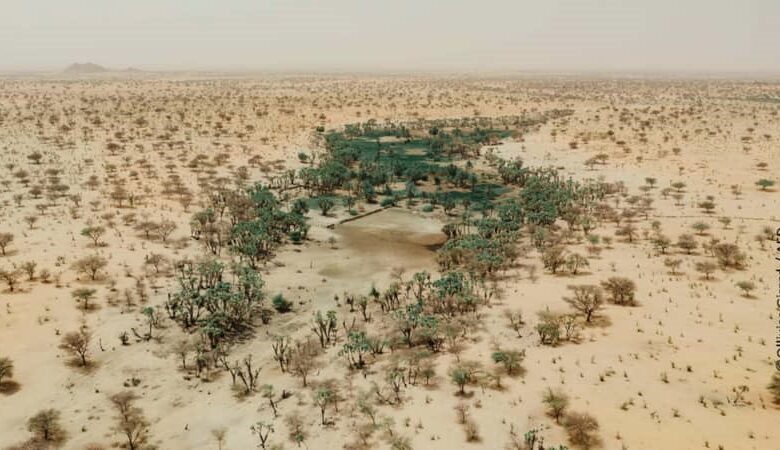 Grande Muraille Verte : La France renforce le Djibouti dans la restauration des terres