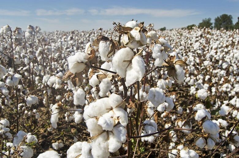 Recherche scientifique à l'UM6P : Les microalgues : une solution pour une culture biologique et durable du coton