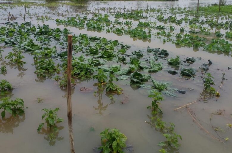 Fortes pluies diluviennes à Sèmè-Podji : Des hectares de cultures sous l'eau
